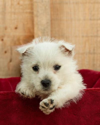 puppy, for, sale, West Highland White Terrier, Amos B. King, dog, breeder, Romney, WV, dog-breeder, puppy-for-sale, forsale, nearby, find, puppyfind, locator, puppylocator, aca